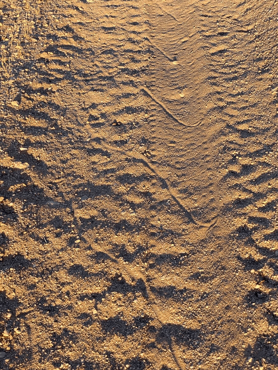Sidewinder Rattlesnake