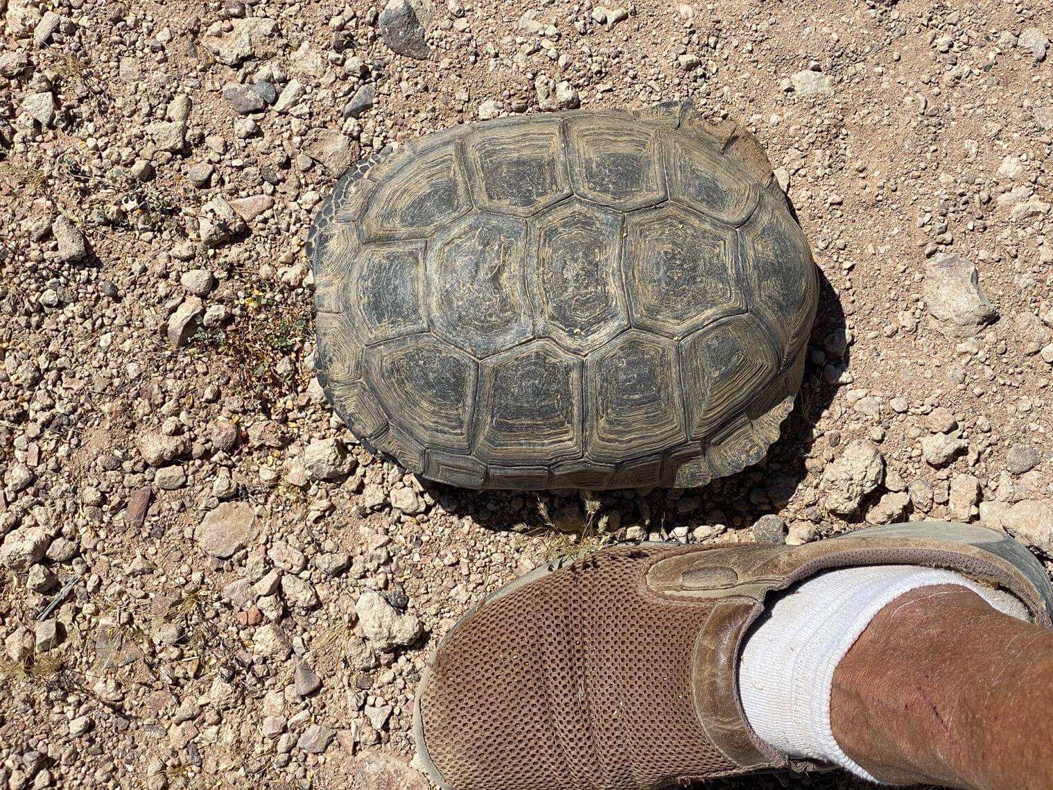 Desert Tortoise