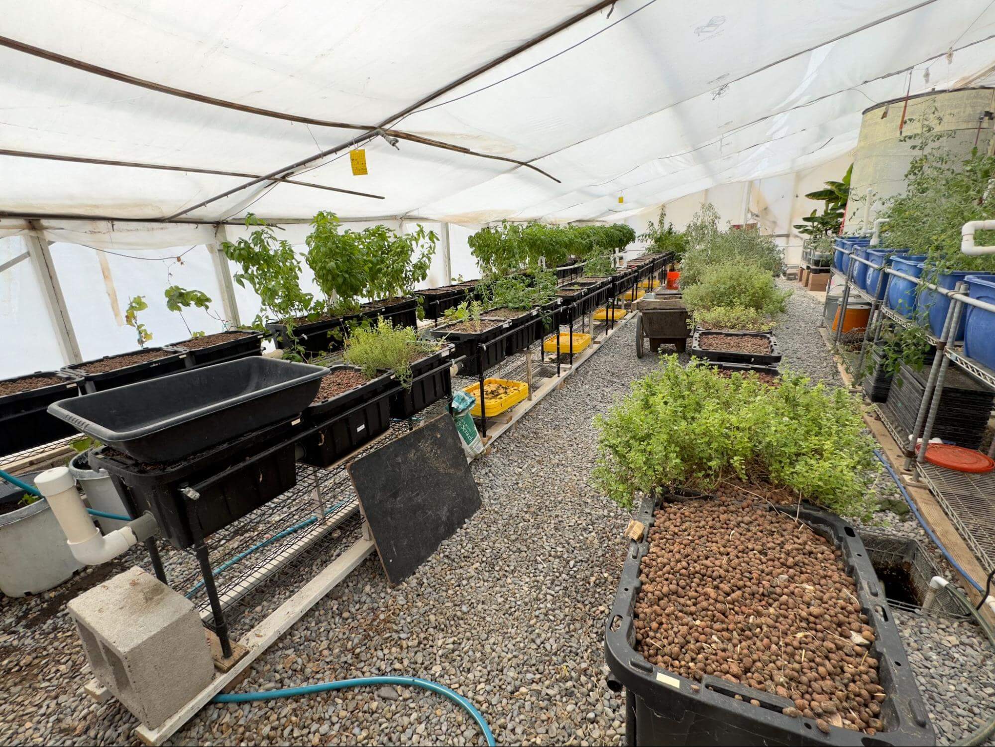 Longhouse – the main aquaponic greenhouse at Sunbaked