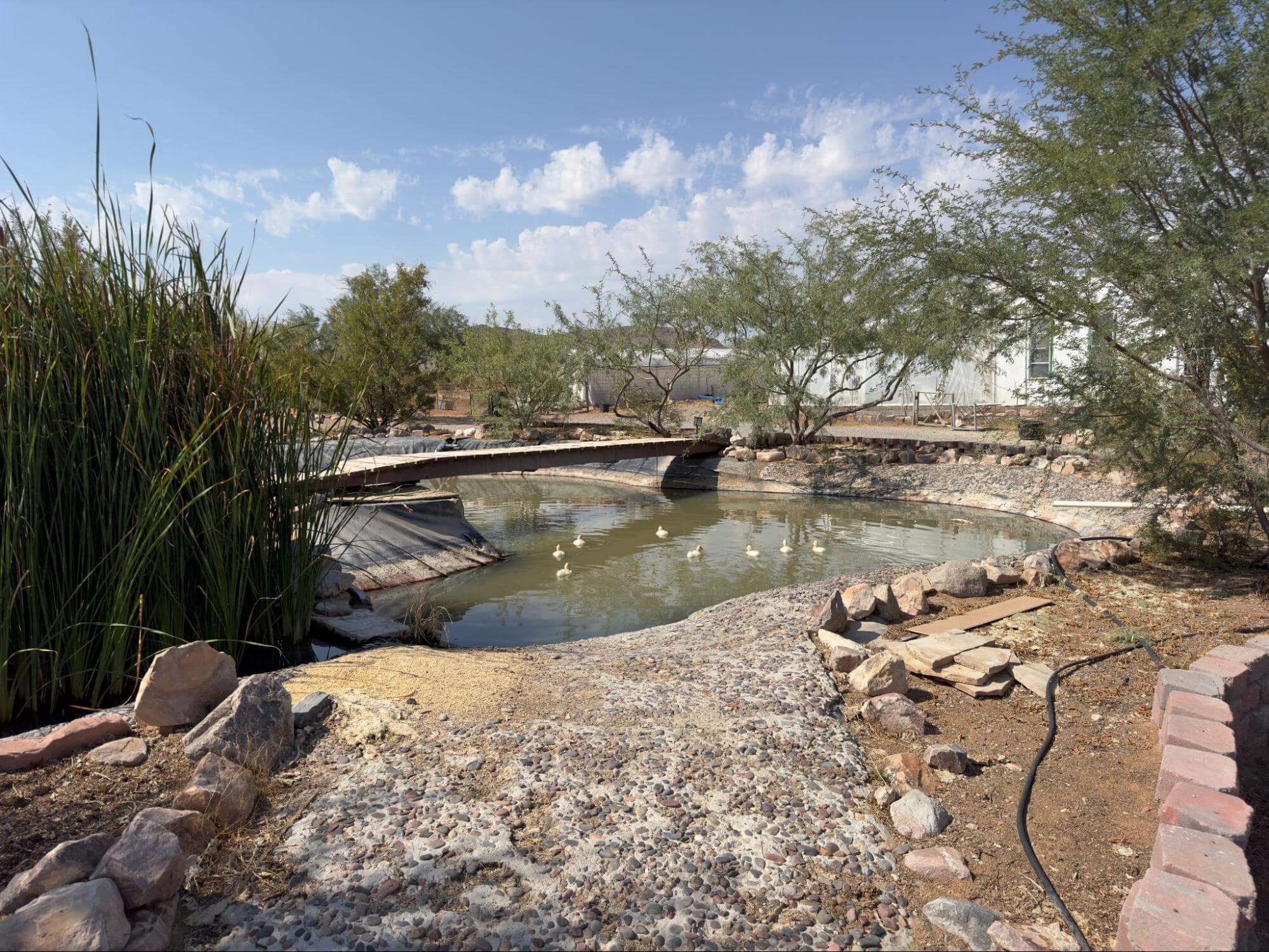 Pond – water source for birds, plants, and emergency use