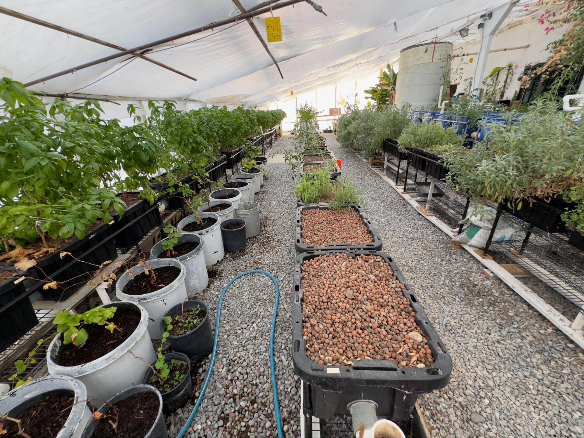 C-morph aquaponics system in the Long House, a patented, high-production, low-maintenance system powered by fish.