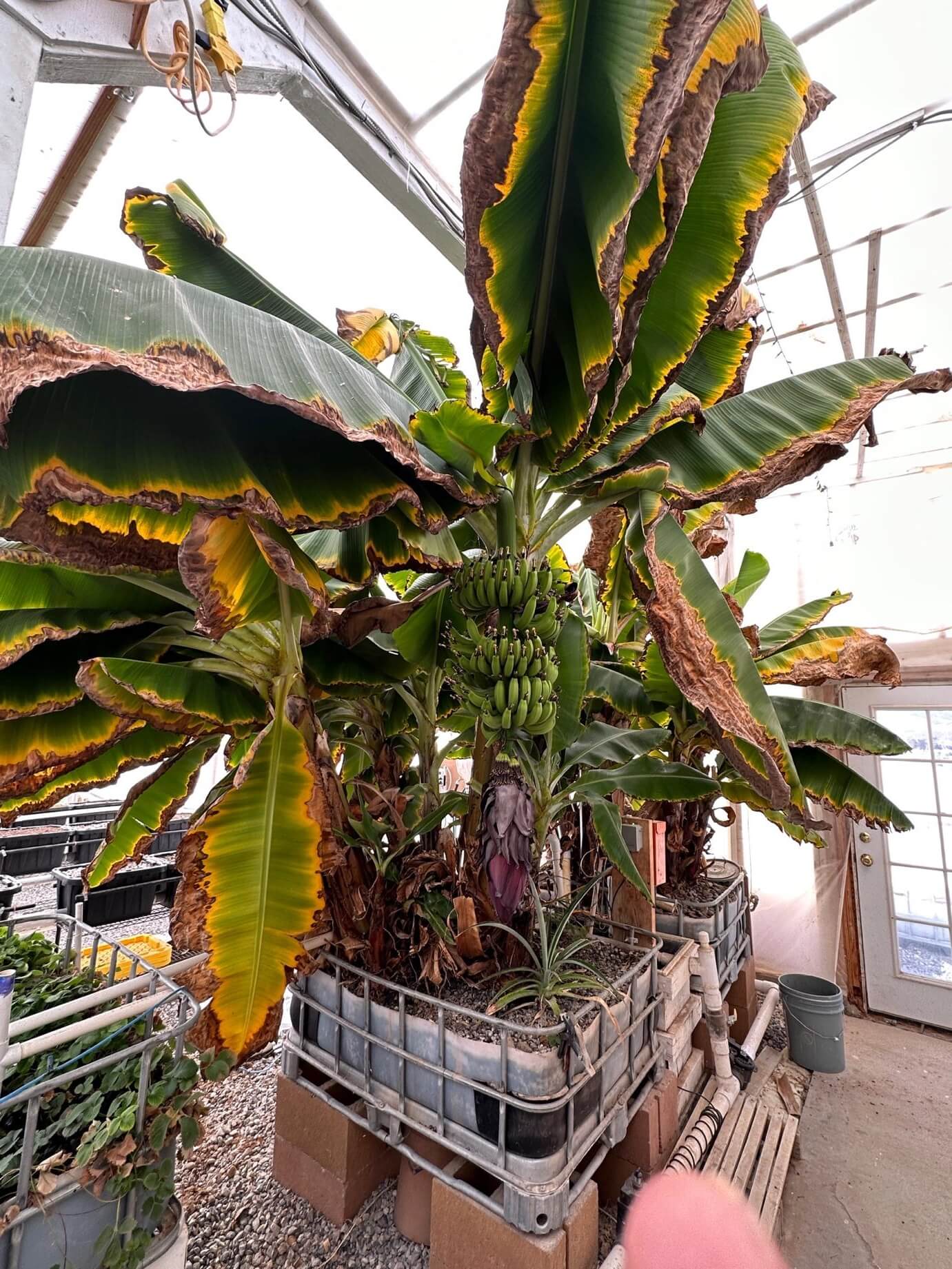 Bananas growing in the desert, in longhouse, in Aquaponic system, growing only with fish food