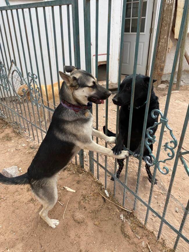 Nomah (lighter color) and Nopah (black) dogs.