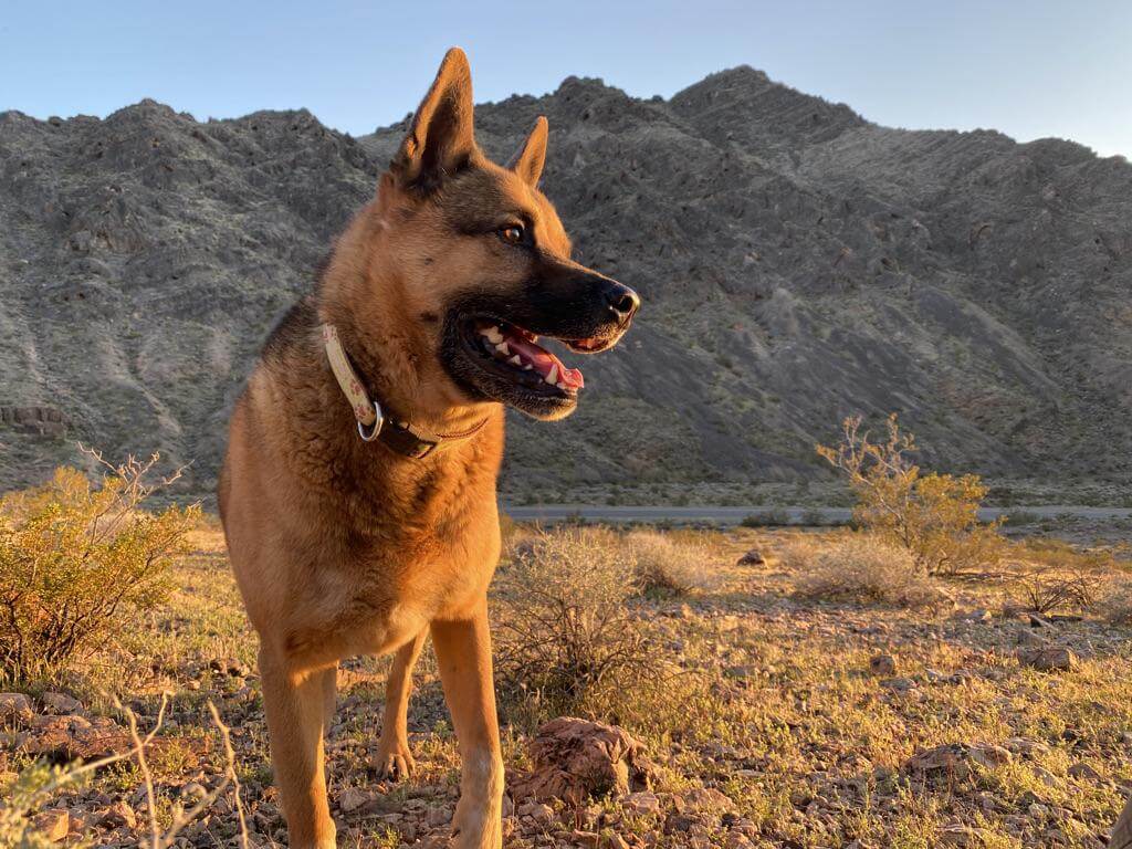 Blaze, in the Nopah Mountains