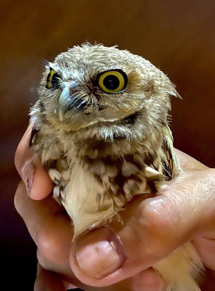 A Pygmy owl flew into the bedroom one night and was carefully released.