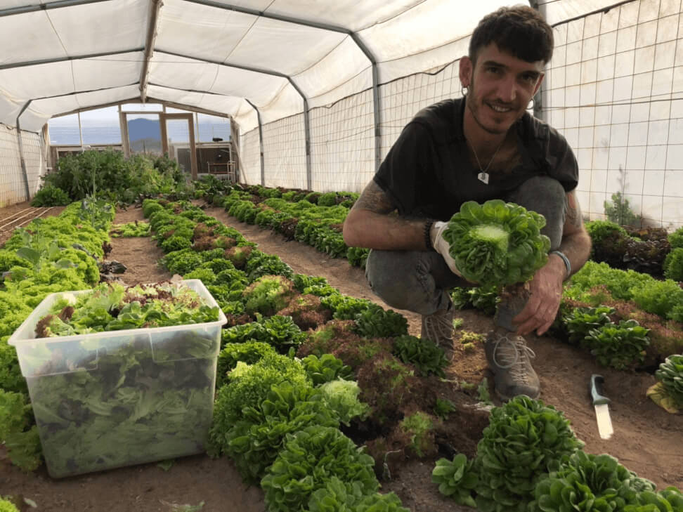 Alessandro, a five-time WWOOFer from Northern Italy, picking small head lettuce in the Yulia Haus