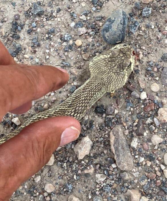 Mojave Rattlesnake