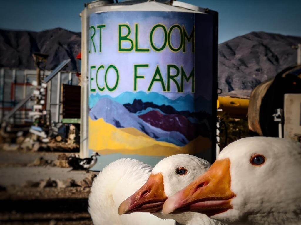 WWOOFer-painted water tank with geese artwork