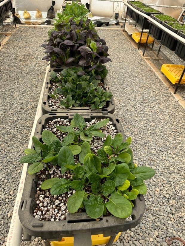 Aquaponic greenhouse with rows of leafy greens, including spinach and dark purple leafy plants